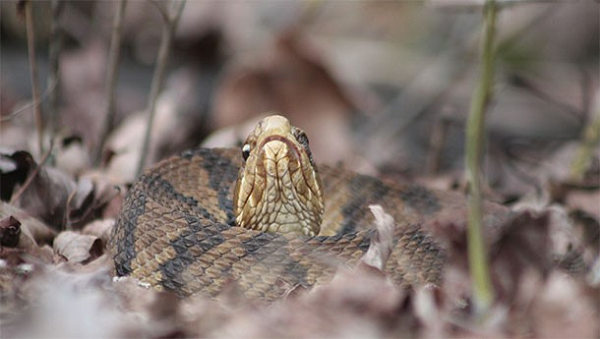 Không như rắn đuôi chuông, rắn miệng bông sẽ không cảnh báo bạn khi chúng tấn công. Thường thì bạn sẽ không có cơ hội chạy thoát nếu chúng xác định bạn là mục tiêu