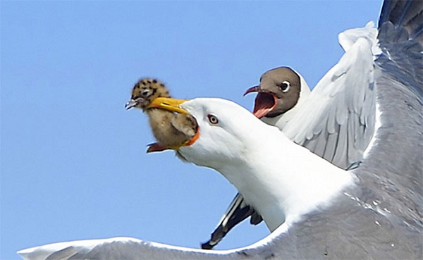 Khi thấy chim non trong tổ chim loài chim khác, mòng biển cũng tiện đà săn giết luôn. Chúng vô cùng tàn nhẫn, không hề có chút xót thương đồng loại.