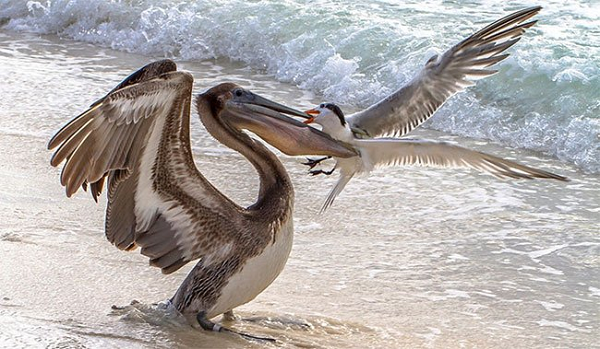 Mòng biển thường xuyên cướp giật, tranh chấp thức ăn với những loài động vật khác.