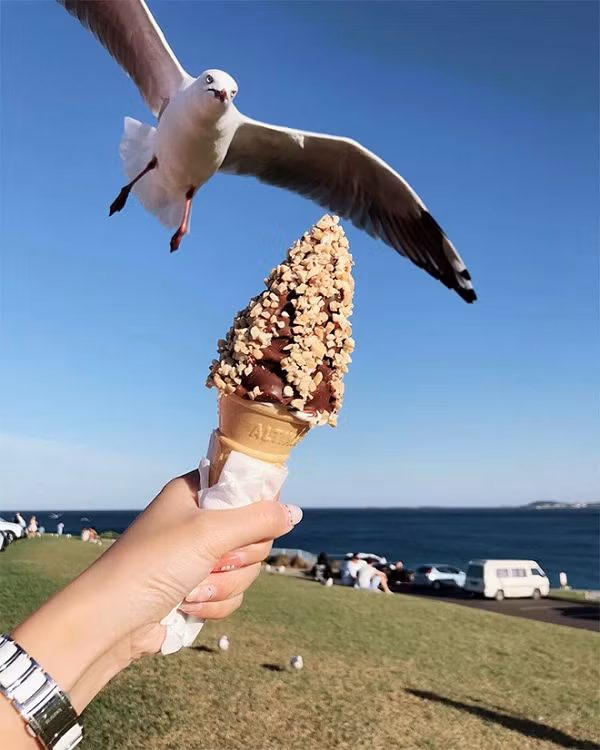 Dường như biết được khách du lịch luôn có đồ ăn, những con mòng biển thường không chịu lặn xuống biển bắt cá mà bay lượn vòng trên đầu mọi người, tìm mục tiêu, sau đó lao xuốngnhanh như chớp cắp đồ đi.