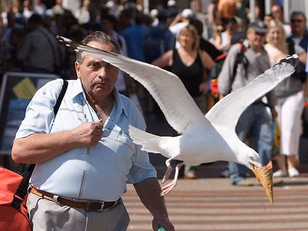  Mòng biển là loài chim ăn thịt làm tổ trên mặt đất, chúng ăn thịt sống hay xác chết tùy theo cơ hội, bao gồm các loài cua và cá nhỏ.