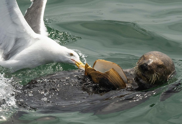 Mòng biển còn được biết đến là loài chim gan lớn, lòng dạ sắt đá, không hề biết sợ.