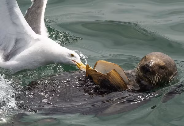 Mòng biển còn được biết đến là loài chim gan lớn, lòng dạ sắt đá, không hề biết sợ.
