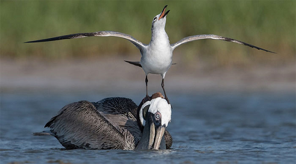 Chúng có thể chiến đấu với những loài to lớn hơn mình nhiều lần, thậm chí nó săn giết luôn cả thỏ hoang dã, cạnh tranh trực tiếp với loài chim chúa tể bầu trời là đại bàng.