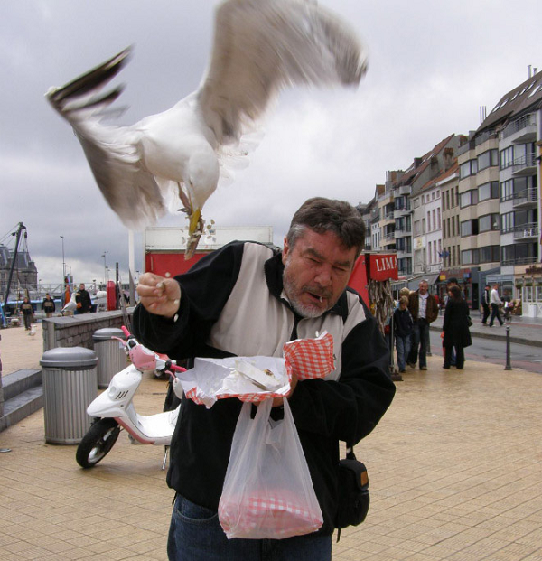 Mòng biển có tài xoay xở và trí thông minh cao, có thể thực hiện các phương thức liên lạc phức tạp nên chúng đánh giá tình hình và "cướp giật" cực nhanh.