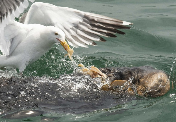 Bất kể có bao nhiêu đối thủ, đối thủ là ai, mòng biển cũng dám tiến tới để tranh cướp, "ăn bớt" thức ăn một cách vô cùng xấu tính.