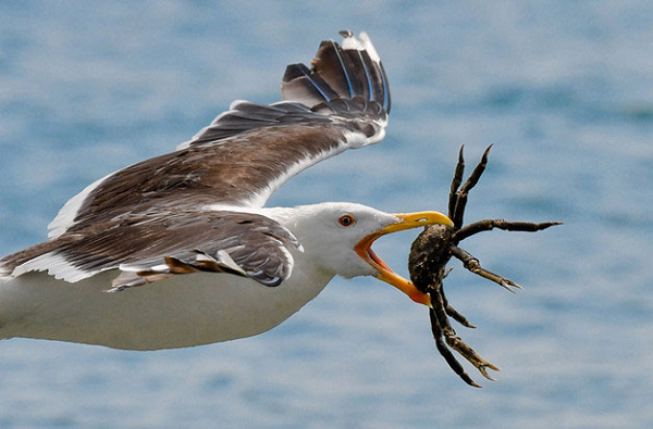 Mòng biển săn giết cả cua dừa. Mặc dù cua dừa cứng cáp và rất khó ăn, con mòng biển này cũng không quan tâm. Với nó, chỉ cần ăn được là ổn.