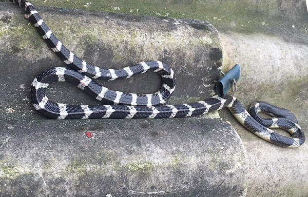 Rắn cạp nia là một trong loài rắn độc và nguy hiểm nhất thế giới. Nọc độc của rắn cạp nia tác động lên hệ thần kinh, làm tê liệt tứ chi, khiến nạn nhân rơi vào tình trạng suy hô hấp.