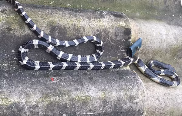 Rắn cạp nia là một trong loài rắn độc và nguy hiểm nhất thế giới. Nọc độc của rắn cạp nia tác động lên hệ thần kinh, làm tê liệt tứ chi, khiến nạn nhân rơi vào tình trạng suy hô hấp.