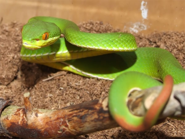 Rất nhiều trường hợp rắn lục đuôi đỏ tấn công người như vụ việc loài rắn này bò vào nhà cắn bé trai 2 tuổi ở Long An năm 2019 và bé trai 12 tuổi ở Vĩnh Long năm 2018.