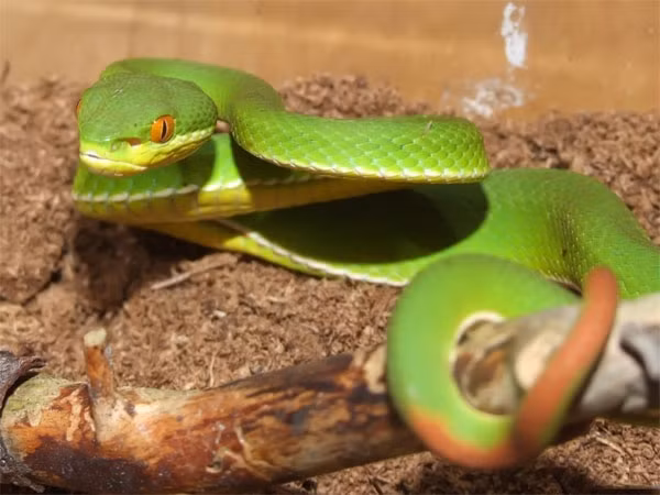 Rất nhiều trường hợp rắn lục đuôi đỏ tấn công người như vụ việc loài rắn này bò vào nhà cắn bé trai 2 tuổi ở Long An năm 2019 và bé trai 12 tuổi ở Vĩnh Long năm 2018.