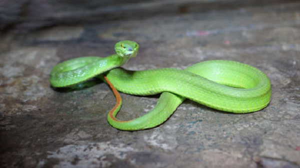 Rắn lục đuôi đỏ sống chủ yếu tại khu vực Đông Nam Á, trong đó có Việt Nam. Chất độc của loài rắn này gây tan máu, phù nề, nhiễm độc thần kinh hay thậm chí trụy tim. Đồng thời, theo các chuyên gia, khi rắn cái mang thai, nọc độc của chúng sẽ mạnh và tiết nhiều hơn bình thường.