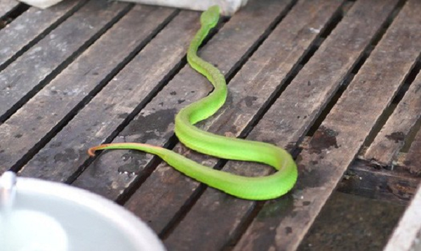 Rắn lục đuôi đỏ sinh sống ở vùng thấp, thường lẩn trong các bụi tre, vườn nhà hay gần nơi con người sinh sống nên thường đi lạc vào nhà dân vào mùa giao phối.