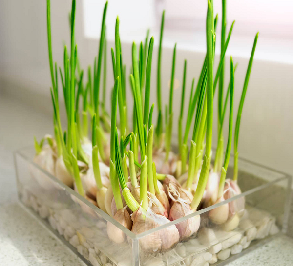 Ăn tỏi không thể khiến bạn đuổi muỗi trừ khi bạn ăn thường xuyên hay ăn với số lượng lớn nhưng trồng cây tỏi có thể giúp bạn chuyện này. Sử dụng một chiếc bát hay đĩa nông vừa có thể trang trí, vừa có tác dụng đuổi muỗi hiệu quả.