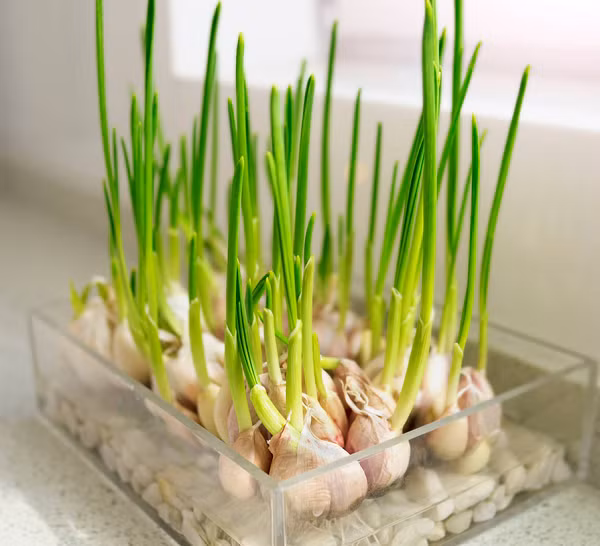 Ăn tỏi không thể khiến bạn đuổi muỗi trừ khi bạn ăn thường xuyên hay ăn với số lượng lớn nhưng trồng cây tỏi có thể giúp bạn chuyện này. Sử dụng một chiếc bát hay đĩa nông vừa có thể trang trí, vừa có tác dụng đuổi muỗi hiệu quả.