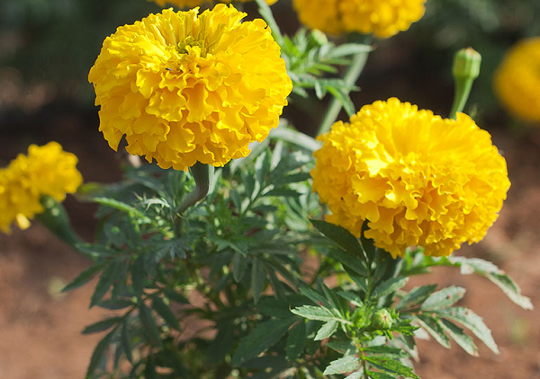 Cúc vạn thọ vừa đẹp, vừa được coi là một trong những loại cây “khắc tinh” của nhiều loại côn trùng gây hại cho con người trong đó có cả muỗi, loài rệp vừng.