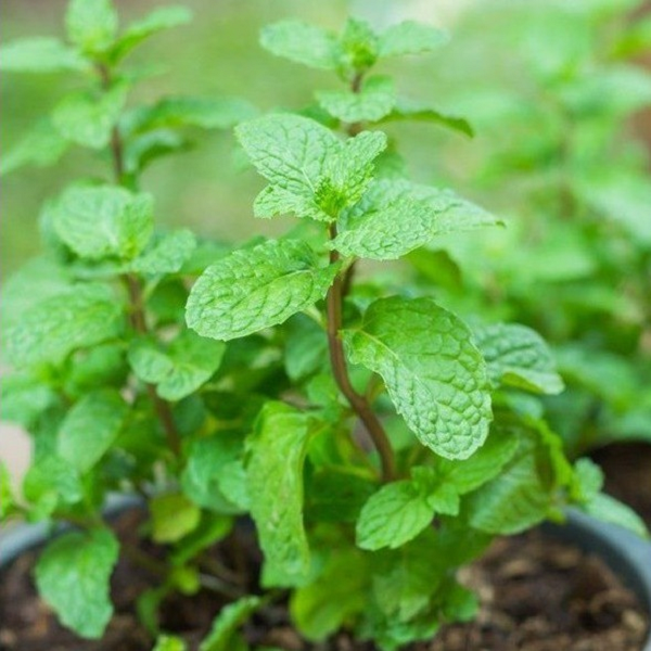 Húng chanh là loại cây rất dễ trồng, dễ dàng phát triển ngay cả trong bóng râm. Mọi người thường sử dụng húng chanh làm rau thơm, phơi khô làm trà thảo dược và đặc biệt đây cũng là cây có khả năng đuổi muỗi vô cùng tuyệt vời.