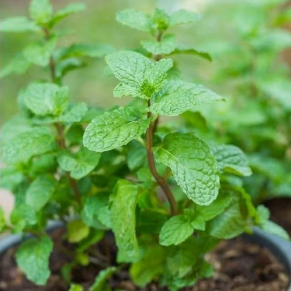 Húng chanh là loại cây rất dễ trồng, dễ dàng phát triển ngay cả trong bóng râm. Mọi người thường sử dụng húng chanh làm rau thơm, phơi khô làm trà thảo dược và đặc biệt đây cũng là cây có khả năng đuổi muỗi vô cùng tuyệt vời.