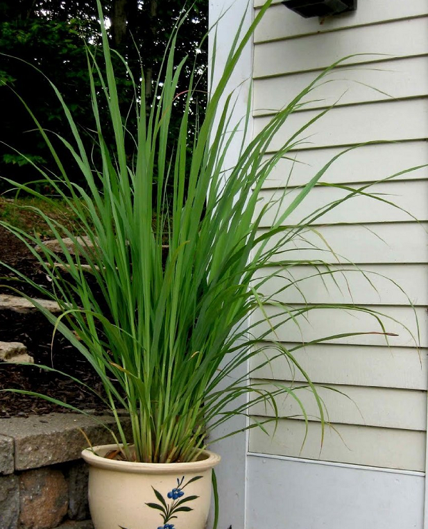 Cây sả có tên gọi khác là sả chanh, mao hương. Cây có tên khoa học là cymbopogon, citratus (DC.). Stapf, thuộc họ lúa Poaceae. Nó được coi là loại thảo mộc trị và xua đuổi muỗi tốt hơn gấp nhiều lần thuốc trị muỗi thông thường.