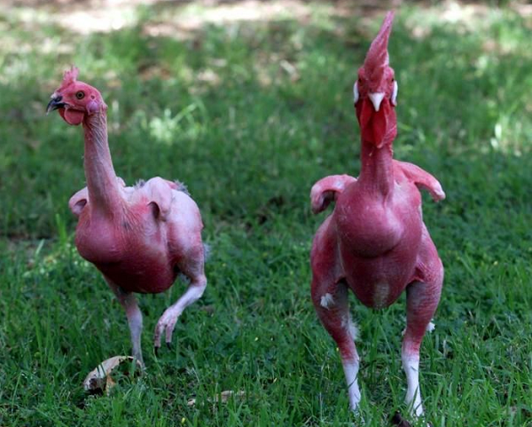 So với các giống gà khác thì người nuôi gà không lông không phải tốn nhiều tiền trang bị hệ thống làm mát ở các trang trại. Gà không lông sống rất thoải mái ở vùng có khí hậu nóng, việc không có lông sẽ giúp cơ thể mát mẻ hơn khi nhiệt độ ngoài trời tăng lên cao