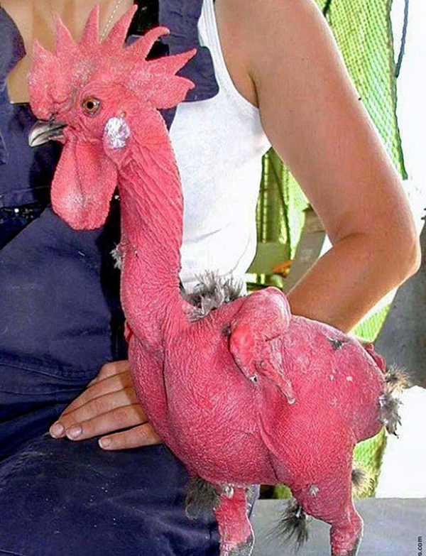 Gà không lông không bị tích tụ lớp mỡ dày dưới lông nên thịt gà săn chắc, ăn ngon hơn. Nhờ đó mà được nhiều người yêu thích nên sẽ bán chạy hơn. Đồng thời mang lại thu nhập cao hơn cho người nuôi gà.