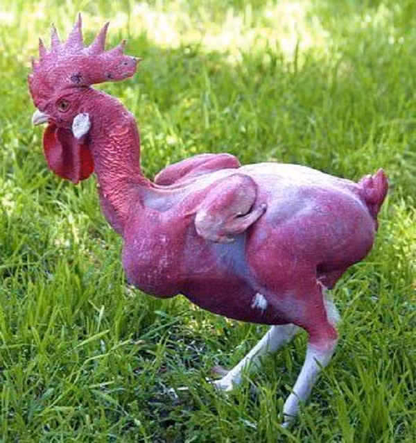 Người ta chỉ chọn những con gà ít lông để lai tạo dần dần. Kết quả là sau nhiều vòng lai tạo đã tạo nên được giống gà không có lông vô cùng độc đáo.