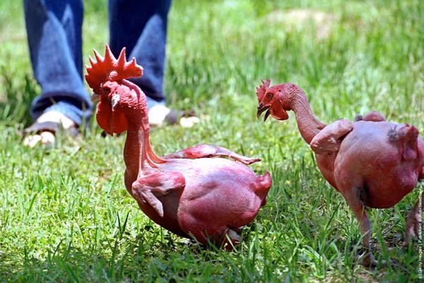 Nhà di truyền học Avigdor Canhaner cùng đồng nghiệp của mình là những người đầu tiên tạo ra giống con gà không lông. Cách lai tạo và nhân giống không quá đặc biệt, không làm biến đổi gen của gà.