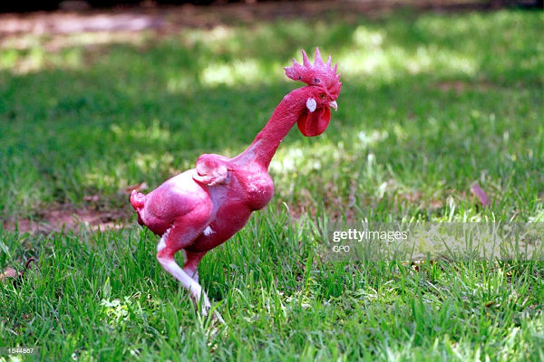 Tuy nhiên, những chuyên gia về gia cầm lại có những phản đối với nghiên cứu này vì cho rằng 1 con gà không lông sẽ khó có sức khỏe tốt. Con đực khi trụi lông sẽ không đạp mái được, vì nó không thể vỗ cánh để giữ thăng bằng khi leo lên lưng con gà mái.