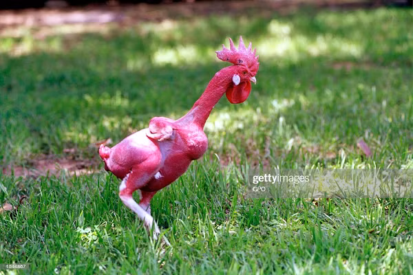 Tuy nhiên, những chuyên gia về gia cầm lại có những phản đối với nghiên cứu này vì cho rằng 1 con gà không lông sẽ khó có sức khỏe tốt. Con đực khi trụi lông sẽ không đạp mái được, vì nó không thể vỗ cánh để giữ thăng bằng khi leo lên lưng con gà mái.