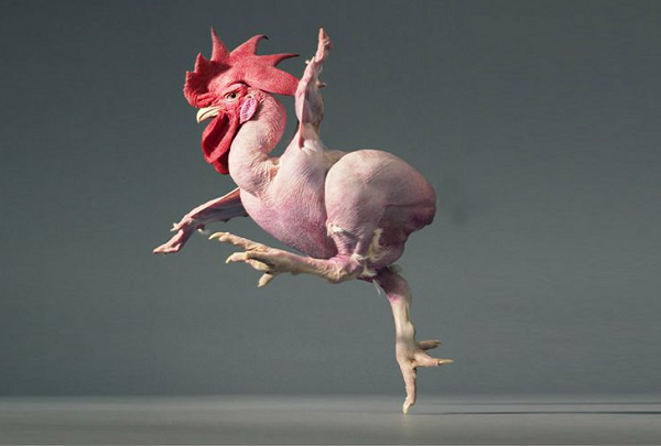 Vì không cần đầu tư chuồng trại, thức ăn giảm nên giá gà bán ra thị trường sẽ luôn ổn định. So với giá các giống gà khác thì giá gà không lông thấp hơn. Cũng nhờ giá thành rẻ, nhu cầu tiêu thụ đông mà giá trị thị trường của thịt gà không lông là rất lớn.