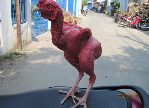 Ngoài ra, mọi dinh dưỡng con gà ăn vào sẽ được chuyển hóa thành thịt, không phải chia cho việc mọc lông, vì thế gà sẽ lớn nhanh hơn.