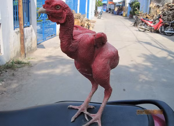 Ngoài ra, mọi dinh dưỡng con gà ăn vào sẽ được chuyển hóa thành thịt, không phải chia cho việc mọc lông, vì thế gà sẽ lớn nhanh hơn.