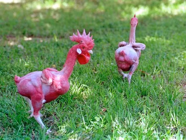 Bên cạnh đó, gà không lông dễ bị các bệnh về da, ký sinh trùng dễ tấn công hơn. Muỗi có thể thoải mái hút máu đàn gà. Và da gà cũng dễ bị cháy nắng hơn.