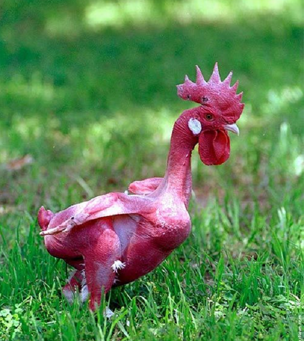 Sự biến dị về các mã DNA có thể tạo ra nhiều điều hay ho đối với động vật. Gà không lông (Featherless chicken) là một biến thể gà được lai tạo có nguồn gốc từ Đại học Do Thái ở Israel.