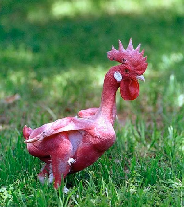 Sự biến dị về các mã DNA có thể tạo ra nhiều điều hay ho đối với động vật. Gà không lông (Featherless chicken) là một biến thể gà được lai tạo có nguồn gốc từ Đại học Do Thái ở Israel.