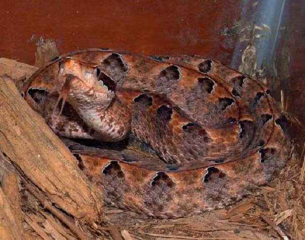 Các bóng nước đa dạng, có nhiều máu bên trong nên khi vỡ gây chảy máu liên tục. Hoại tử ít gặp (17.5%) nhưng thường hoại tử sâu các cơ do tình trạng chèn ép khoang dẫn đến phải cắt cụt chi.