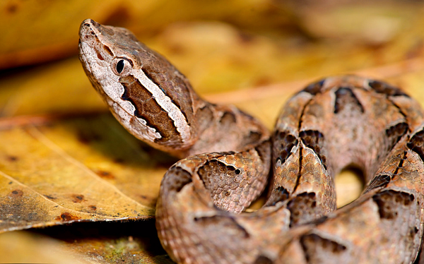 Chúng có màu nâu hay đỏ nâu, dài khoảng dưới một mét, đầu hình tam giác, dọc theo sống lưng có nhiều hình tam giác màu nâu đối xứng giống cánh bướm. Hoa văn trên thân này cùng với màu sắc như lá khô.