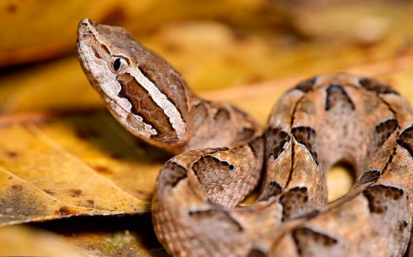 Chúng có màu nâu hay đỏ nâu, dài khoảng dưới một mét, đầu hình tam giác, dọc theo sống lưng có nhiều hình tam giác màu nâu đối xứng giống cánh bướm. Hoa văn trên thân này cùng với màu sắc như lá khô.