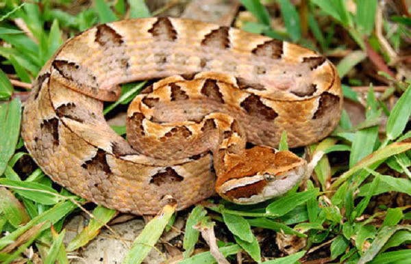  Rắn Chàm quạp hay rắn lục Malaysia, rắn lục nưa, khô lục nưa... (tên khoa học Calloselasma rhodostoma) thuộc họ rắn lục, là loài rắn độc nguy hiểm bậc nhất tại Việt Nam.