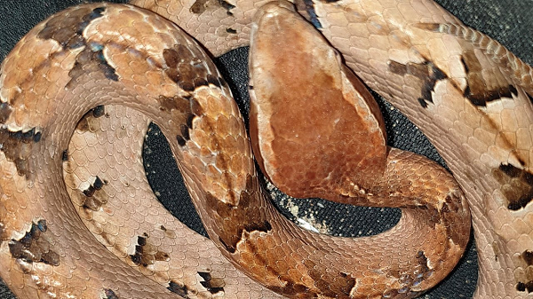 Chúng sử dụng lớp da để ngụy trang bất động và bất ngờ tấn công cắn con mồi. Những con mồi nhỏ sẽ thường bị giữ chặt bởi răng nanh. Những con to chạy thoát thì cũng sẽ trúng độc.