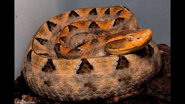 Vùng bị cắn sưng nề và lan nhanh gây hạch vùng (80%), chảy máu vết cắn (77.5%). Vùng tổn thương có bóng nước (62,5%) thường xuất hiện muộn hơn do sưng nề nhanh và nhiều.