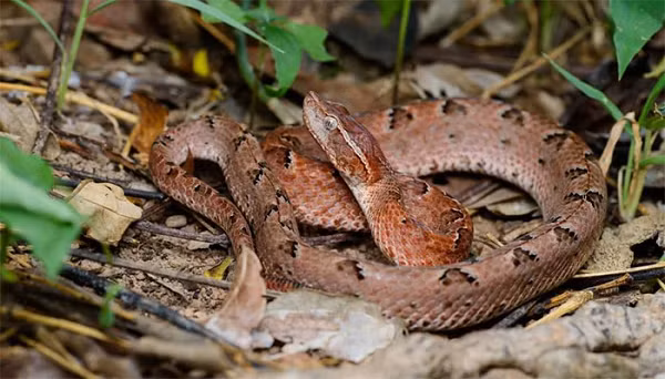 Loài rắn này phân bố chủ yếu ở các nước Đông Nam Á, Ấn Độ. Tại Việt Nam chúng xuất hiện nhiều ở Tây Nguyên và Nam Bộ. Trong các khu rừng trồng cao su nhiều lá cây khô. Trong các bụi cây khô. Đặc biệt vào mùa mưa chúng xuất hiện nhiều, hoạt động mạnh vào ban đêm.