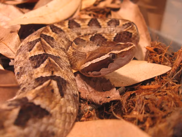 Khi bị rắn chàm quạp cắn, bệnh nhân cần rửa sạch vết cắn và băng ép bằng băng thun từ vị trí bị cắn đến gốc chi (có thể băng ép toàn bộ chi). Bị rắn chàm quạp cắn hiếm khi tử vong nếu được sơ cứu đúng cách và đến bệnh viện kịp thời.