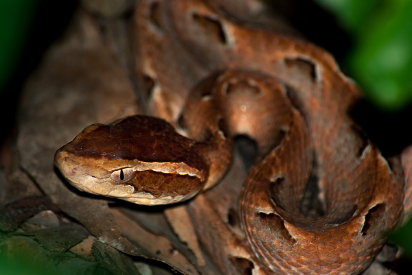 Rắn chàm quạp thường nằm cuộn tròn trong lá cây khô, cây gỗ già, bụi cây... nên rất khó phát hiện. Điểm nổi bật của loài vật này là sau khi cắn người, chúng thường nằm yên tại chỗ, không di chuyển. Đặc biệt khi thấy con người chúng không hề bỏ chạy.