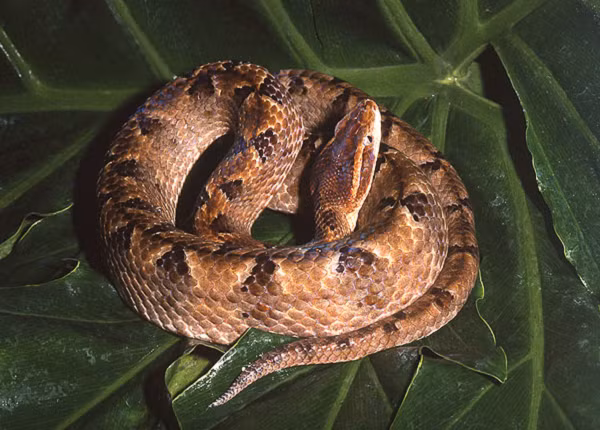 Chất độc của loài rắn chàm quạp này có thể gây hoại tử, rối loạn đông máu vì vậy cần được sơ cứu và đưa ngay tới bệnh viện. Bệnh nhân sau bị rắn chàm quạp cắn sẽ cảm thấy rất đau.