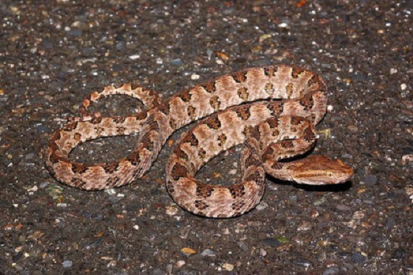 Thức ăn của chúng rất đa dạng như ếch nhái, chuột, chim, thằn lằn, rắn nhỏ, … Thường săn mồi vào ban đêm nhưng ban ngày đôi khi chúng ta vẫn hay gặp.