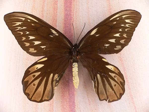 Một con bướm nữ hoàng Alexandra có thể có sải cánh lên tới 31cm, dài 8cm và nặng 12 gam. Loài bướm này chỉ phần bố trong phạm vi khoảng 100km2 ở những khu rừng mưa thuộc Ghi-nê.