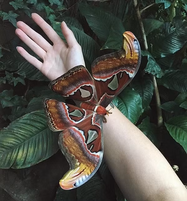 Với chiều dài cánh có thể lên đến 30cm, bướm khế là loài bướm sâu có kích thước lớn nhất trên thế giới. Nhưng cũng vì kích thước khá lớn màu sắc lại sặc sỡ, loài bướm này thường xuyên bị săn bắt làm tiêu bản.