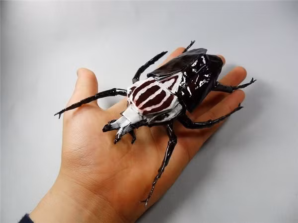 Bọ Goliath có kích thước vô cùng to lớn, con trưởng thành có thể dài đến 10cm, nặng 100 gam. Chúng được coi là những kẻ ăn chay triệt để trong thế giới tự nhiên. Tuy nhiên chúng lại là món ăn khoái khẩu cho chó và mèo.