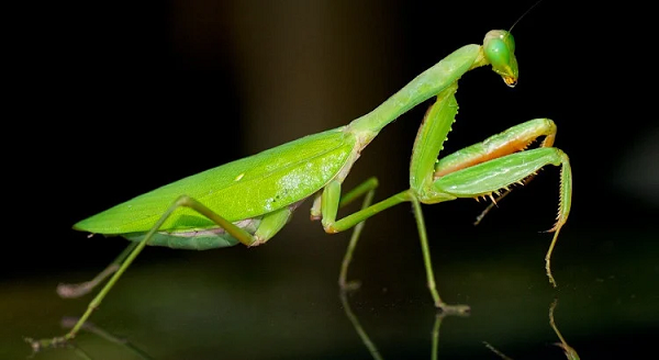 Bọ ngựa Trung Quốc có nguồn gốc từ châu Á và được du nhập vào Bắc Mỹ khoảng năm 1895. Con trưởng thành có chiều dài khoảng 10 cm, là loài bọ ngựa lớn nhất ở Bắc Mỹ.